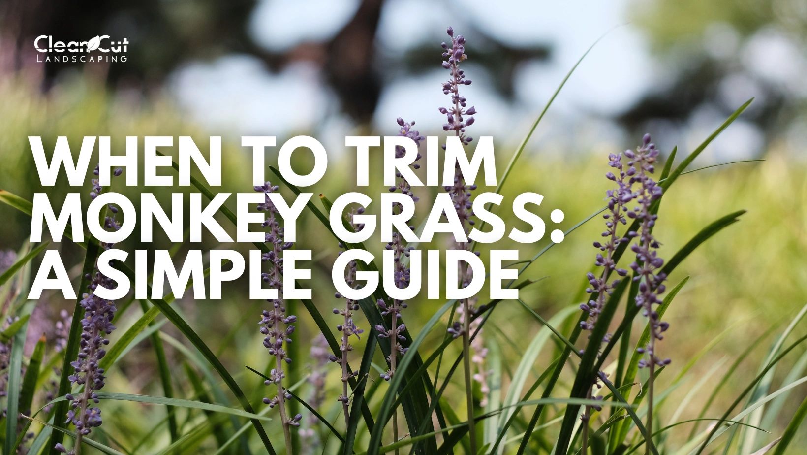 When to Trim Monkey Grass A Simple Guide